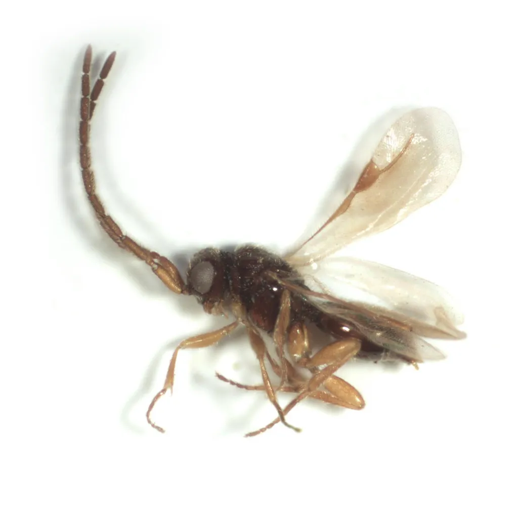 Megaspilidae - photo 3