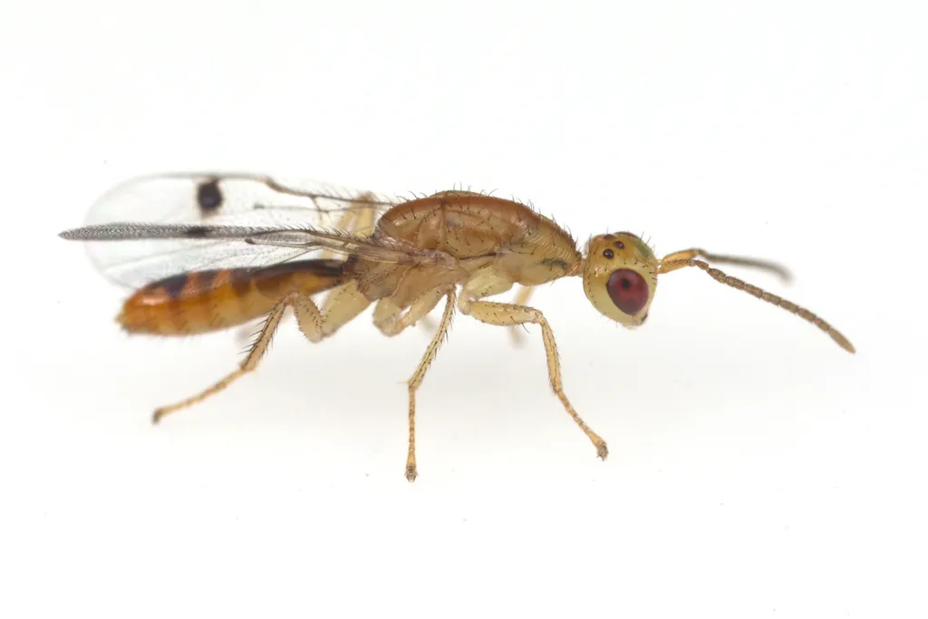 Megastigmidae - photo 3