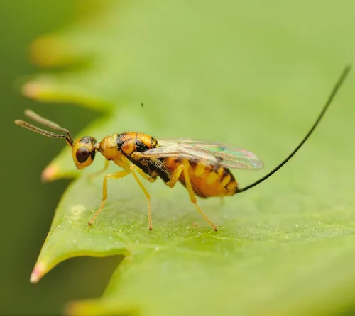 Rose Hip Chalcidoid Wasp