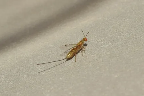 Megastigmus amicorum