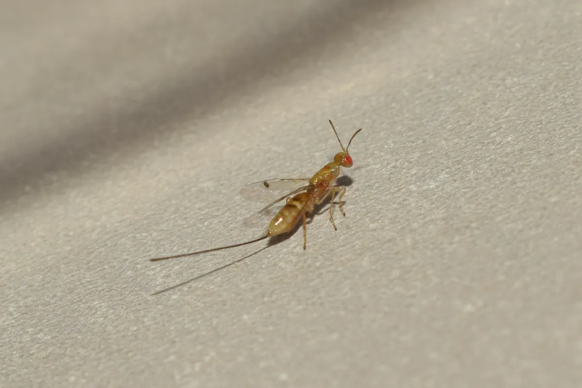 Megastigmus amicorum - photo 3