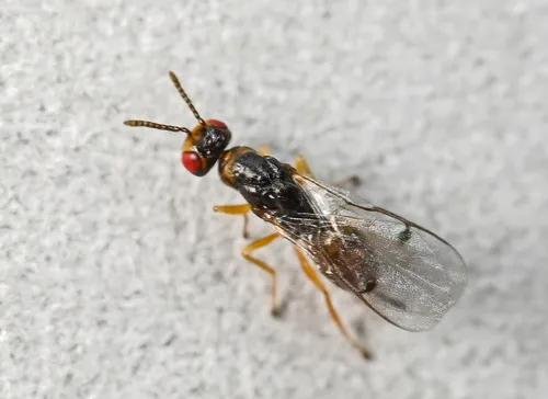 Megastigmus brevicaudis