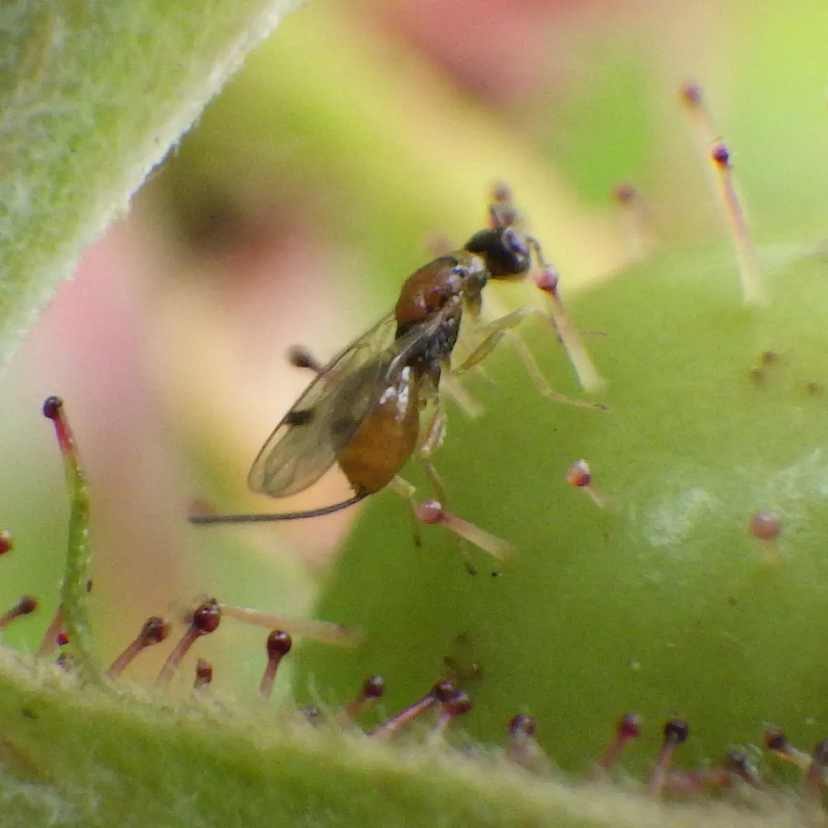 Megastigmus nigrovariegatus - photo 3