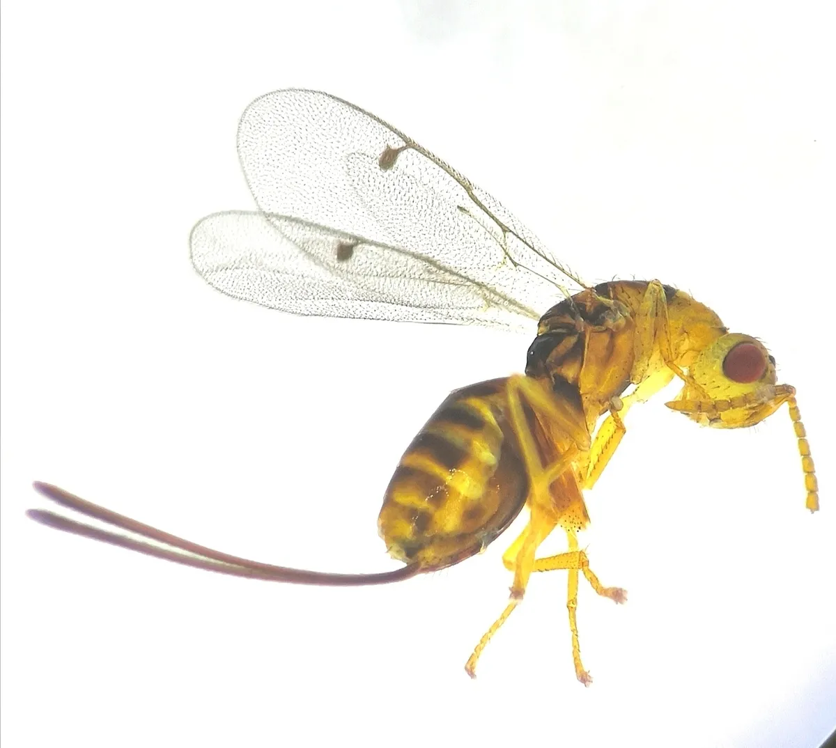 Megastigmus pictus - photo 2