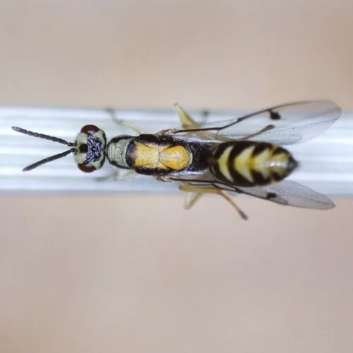 Fir Seed Chalcid Wasp