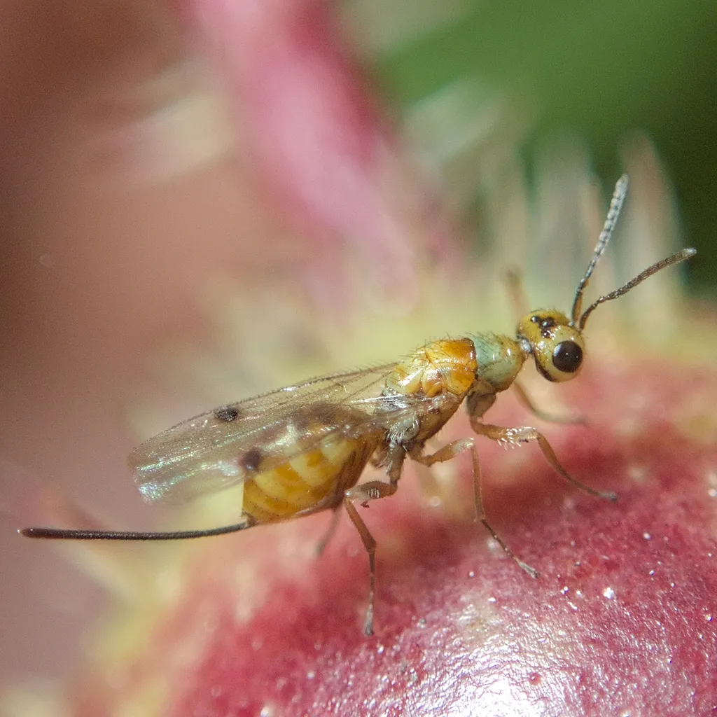 Megastigmus rosae - photo 2