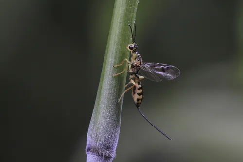 Megastigmus sinensis