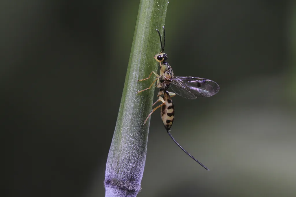 Megastigmus sinensis - photo 2