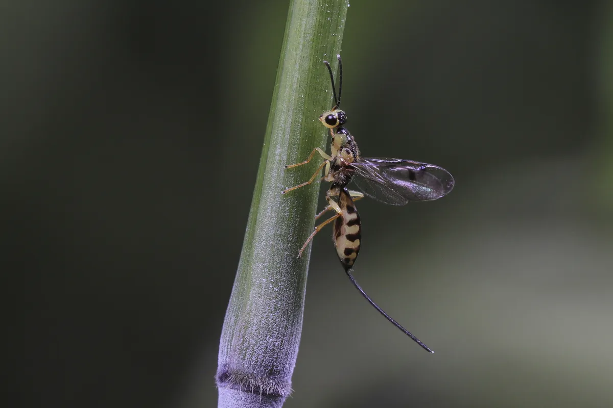 Megastigmus sinensis - photo 3