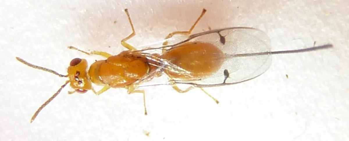 Douglas Fir Seed Chalcidoid Wasp - photo 2