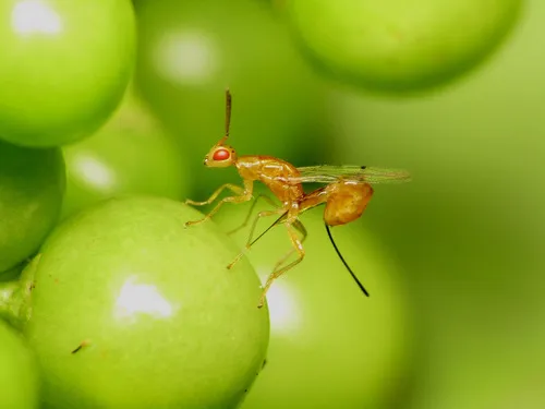 Brazilian Peppertree Seed Chalcidoid Wasp - photo 3