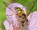Megasyrphus catalina - photo 2