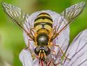 Megasyrphus catalina - photo 3