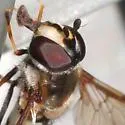 Megasyrphus laxus - photo 3