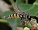 Megasyrphus laxus - photo 4