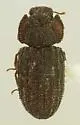 Megataphrus arizonicus