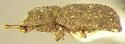 Megataphrus tenuicornis - photo 2