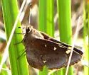 Cofaqui Giant-Skipper - Hodges#4147