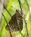 Cofaqui Giant-Skipper - Hodges#4147 - photo 2