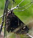 Cofaqui Giant-Skipper - Hodges#4147 - photo 3