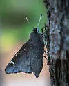Cofaqui Giant-Skipper - Hodges#4147 - photo 4