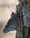 Cofaqui Giant-Skipper - Hodges#4147 - photo 5