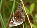 Strecker's Giant-skipper - Hodges#4149 - photo 2