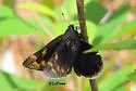 Strecker's Giant-skipper - Hodges#4149 - photo 3