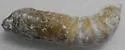 Strecker's Giant-skipper - Hodges#4149 - photo 5