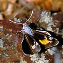 Ursus Giant Skipper - Hodges#4151