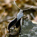 Ursus Giant Skipper - Hodges#4151 - photo 2