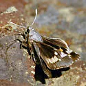 Ursus Giant Skipper - Hodges#4151 - photo 3