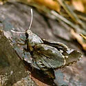 Ursus Giant Skipper - Hodges#4151 - photo 4