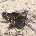 Yucca Giant-skipper - Hodges#4145