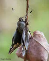 Yucca Giant-skipper - Hodges#4145 - photo 2