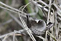Yucca Giant-skipper - Hodges#4145 - photo 3