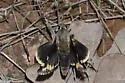 Yucca Giant-skipper - Hodges#4145 - photo 4