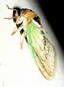 Grand Western Flood Plain Cicada