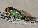 Grand Western Flood Plain Cicada - photo 2