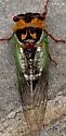 Grand Western Flood Plain Cicada - photo 3