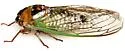 Grand Western Flood Plain Cicada - photo 4