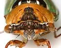Grand Western Flood Plain Cicada - photo 5