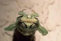 Plains Cicada