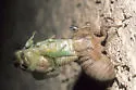 Plains Cicada - photo 2