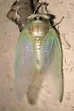 Plains Cicada - photo 3