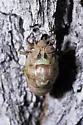 Plains Cicada - photo 4