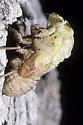 Plains Cicada - photo 5
