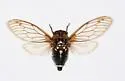 Bush Cicada