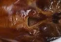 Bush Cicada - photo 2