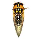 Bush Cicada - photo 4
